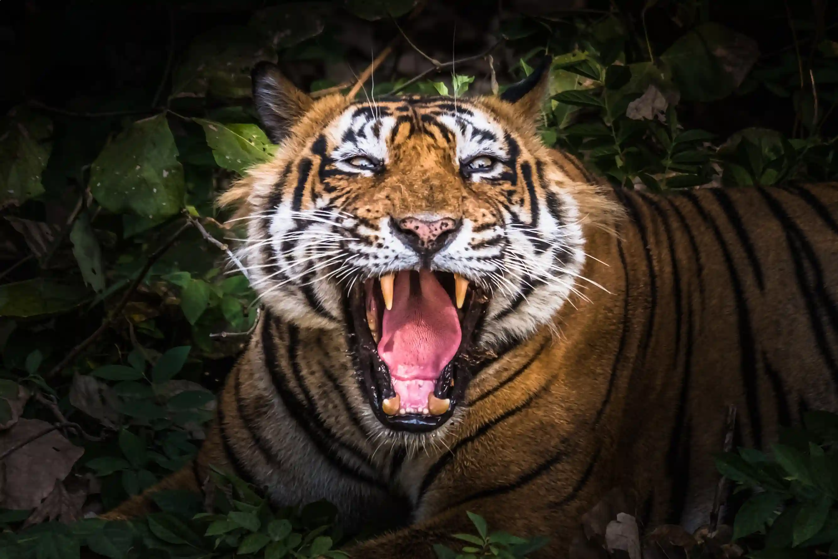 Golden triangle tour with Ranthambore Tiger Safari
