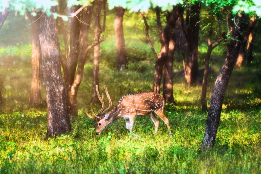 Golden triangle tour with Ranthambore Tiger Safari 4 Days